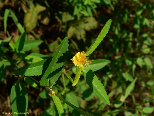 {Sida spinosa}